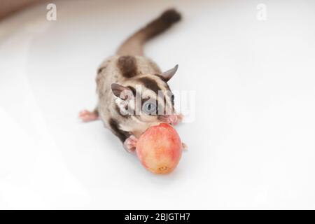 Niedlichen Zucker Glider essen Traube auf weißem Hintergrund Stockfoto