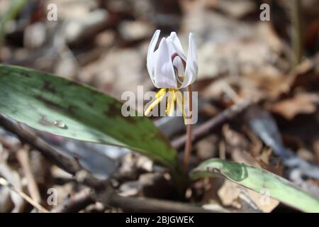 Nahaufnahme der weißen Forellenlilie in Wayside Woods in Morton Grove, Illinois Stockfoto