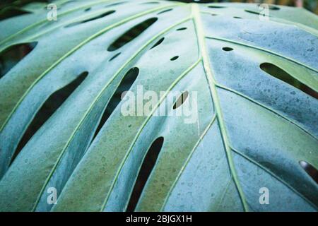 Nahaufnahme von Monstera Blatt Stockfoto