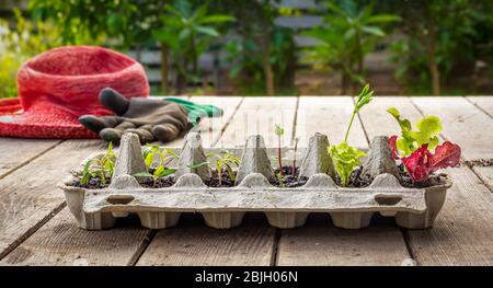 Gemüsebesetzungen, die im wiederverwendeten Eikasten draußen auf dem Gartentisch wachsen. Recyceln, wiederverwenden, um Verschwendung zu reduzieren und eigene Lebensmittel anzubauen. Stockfoto