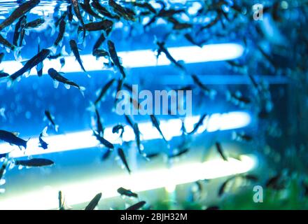 Aquarium mit Fisch für Pediküre in modernen Schönheitssalon Stockfoto