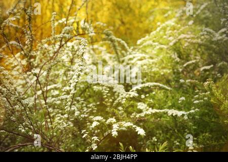 Grüne Büsche mit schönen weißen Blüten im Garten Stockfoto