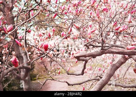 Zweige mit schönen Magnolienbaumblumen auf verschwommenem Hintergrund Stockfoto