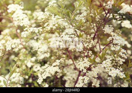 Grüne Büsche mit schönen weißen Blüten im Garten Stockfoto