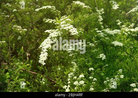 Grüne Büsche mit schönen weißen Blüten im Garten Stockfoto