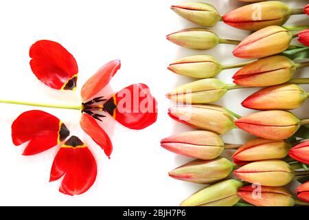 Schöne Tulpenblüten auf weißem Hintergrund Stockfoto