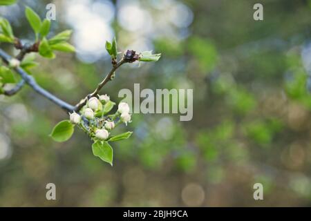 Baumzweig mit ungeöffneten Blütenknospen auf verschwommenem Hintergrund Stockfoto