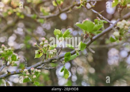 Baumzweig mit ungeöffneten Blütenknospen auf verschwommenem Hintergrund Stockfoto