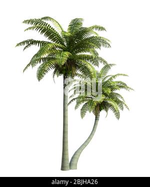 Kokosnussbaum isoliert auf weiß, 3d-Rendering Stockfoto