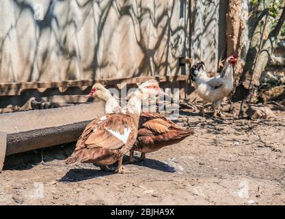 Zwei Enten im Geflügelhof an sonnigen Tag Stockfoto