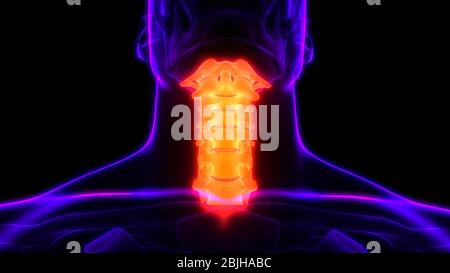 Wirbelsäule Halswirbelsäule des menschlichen Skeletts System Anatomie Stockfoto