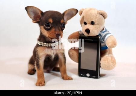 Braun und tan kurzhaarige Russkiy Spielzeug (Russian Toy Terrier) Welpen mit einem Handy Stockfoto