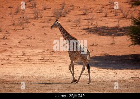 Giraffe (Giraffa camelopardalis angolensis), Kgalagadi Transfrontier Park, Südafrika Stockfoto