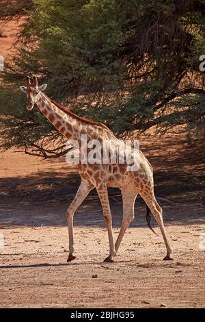 Giraffe (Giraffa camelopardalis angolensis), Kgalagadi Transfrontier Park, Südafrika Stockfoto