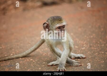 Vervet Monkey Infant (Chlorocebus pygerythrus), Kruger National Park, Südafrika Stockfoto