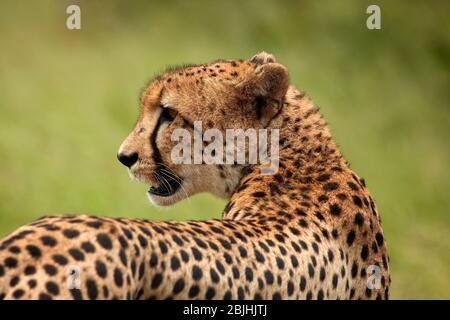 Geparde ( Acinonyx jubatus ), Kruger Nationalpark, Südafrika Stockfoto