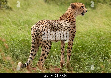 Geparde ( Acinonyx jubatus ), Kruger Nationalpark, Südafrika Stockfoto