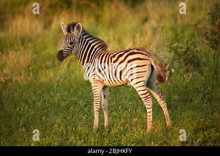 Burchells Zebrafohlen (Equus quagga burchellii), Kruger National Park, Südafrika Stockfoto