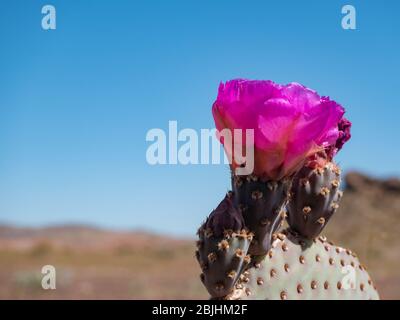 Leuchtend rosa Beavertail Kaktus Blume, Opuntia basilaris, in Mojave Wüste Stockfoto