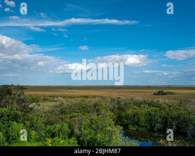 Everglades Landschaft mit einem Teich, sah Gras, Bäume und einen strahlend blauen Himmel mit Wolken im Everglades National Park, Florida, USA Stockfoto