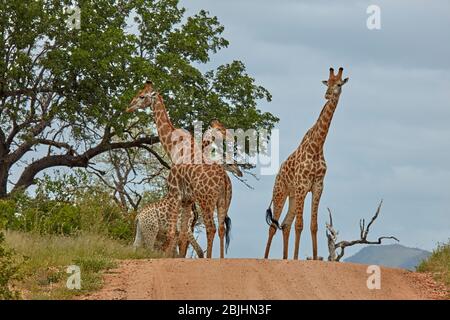 Südafrikanische Giraffen (Giraffa camelopardalis giraffa) auf der Straße, Kruger Nationalpark, Südafrika Stockfoto