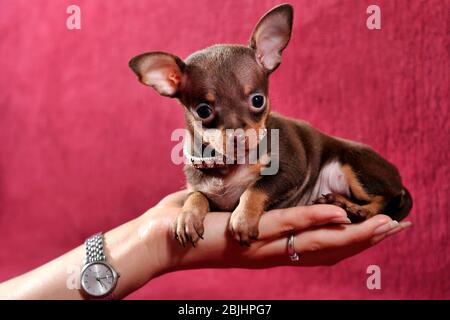 Glattes Haar braun und tan Russkiy Spielzeug (Russian Toy Terrier) Welpen auf einer Hand Stockfoto