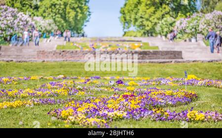 Blumenbeet von violetten Trikolore im Botanischen Garten von Kiew, Ukraine. Stockfoto