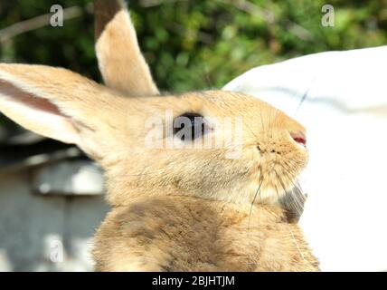 Mann mit entzückenden Hauskaninchen im Freien, Nahaufnahme Stockfoto