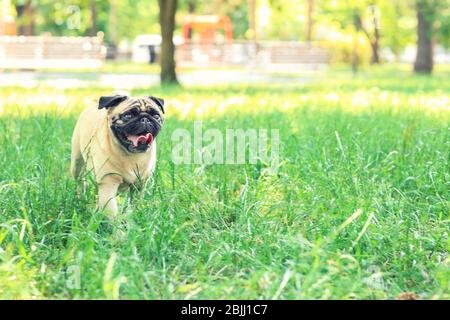 Niedlicher Hund auf Rasen mit grünem Gras im Park Stockfoto