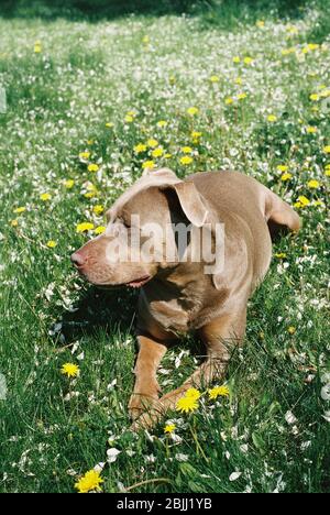 Schöner Pit Bull Hund liegt in Blumen und Gras draußen an einem sonnigen Tag. Seitenansicht der besten Freunde des Mannes, die das Wetter im Sommer genießen. Stockfoto