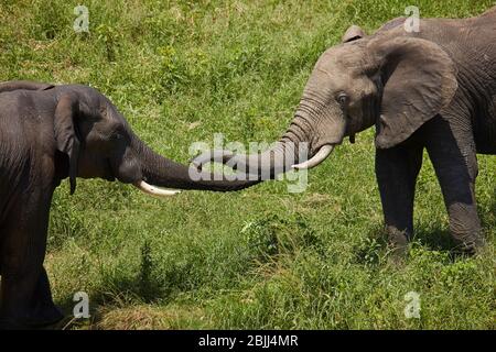 Elefanten (Loxodonta africana) riechen sich gegenseitig, Kruger Nationalpark, Südafrika Stockfoto