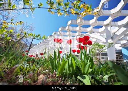 Frühlingsrote Tulpen blühen. Red Tulpen Garten im Frühlingspark. Stockfoto