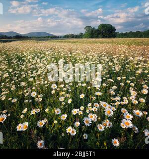 Kamille Feldblumen. Blühende Wiese Kamillen Stockfoto