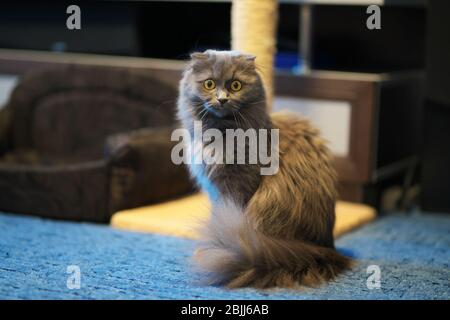 graues britisches Langhaar-Katzenporträt. Stockfoto