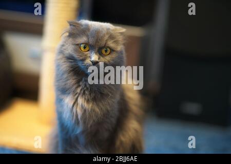 graues britisches Langhaar-Katzenporträt. Stockfoto