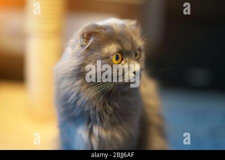 graues britisches Langhaar-Katzenporträt. Stockfoto