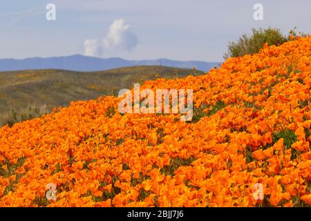 Antelope Valley California Poppy Reserve Stockfoto