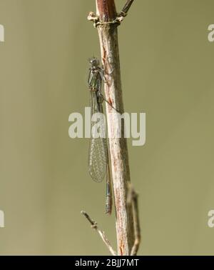 Eine neu entstandene, blaue Dasselfliege, Enallagma cyathigerum, die im Frühjahr auf einem Pflanzenstamm in Großbritannien steht. Stockfoto