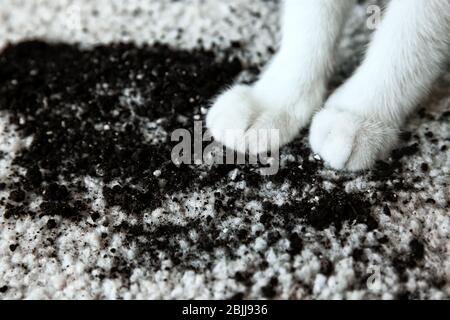 Verstreute Erde auf weißem Teppich und Katzenpfoten, Nahaufnahme Stockfoto