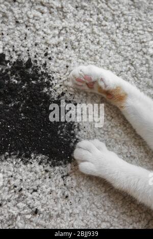 Katzenpfoten in der Nähe verstreuten Bodens auf weißem Teppich, Nahaufnahme Stockfoto