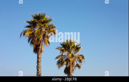 Zwei hohe Palmen im Kontrast zum blauen Himmel im Sommer Stockfoto