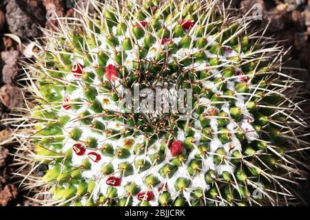 Kaktus mammillaria magnimamma Stockfoto