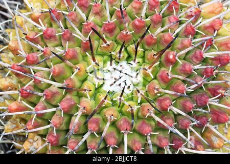 Kaktus mammillaria magnimamma Stockfoto