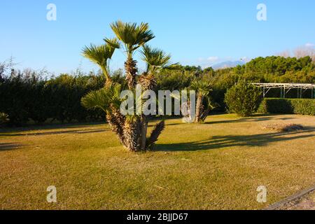 Gepflegter und gepflegter Garten, in dem im Sommer Pflanzen und Blumen und Sukkulenten wachsen Stockfoto