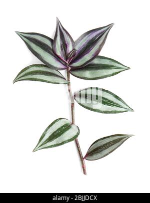 Schöne Tradescantia Zebrina auf weißem Hintergrund Stockfoto