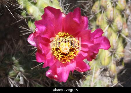 Kaktus cylindropuntia spinosior Stockfoto