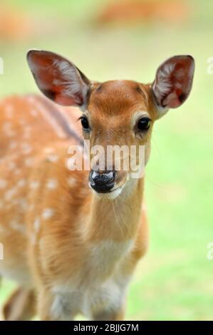Anerkennung. Ähnlich groß und bepelage zu Damwild, aber dunkler. Stockfoto