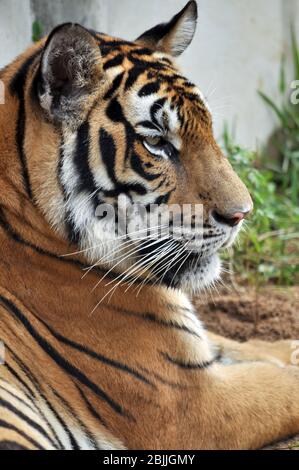 Der bengalische Tiger ist die zahlreichste der Tiger-Unterart. Stockfoto