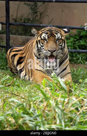 Der bengalische Tiger kommt vor allem in Indien mit kleineren Populationen in Bangladesch, Nepal, Bhutan, China und Myanmar vor. Stockfoto