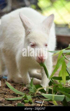 Wallaby ist ein kleines oder mittelgroßes Känguru, oft bunt und stammt aus Australien und Tasmanien. Stockfoto